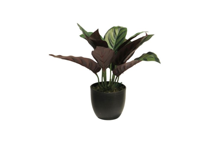 Zijde Calathea sunshine in pot groen 25cm