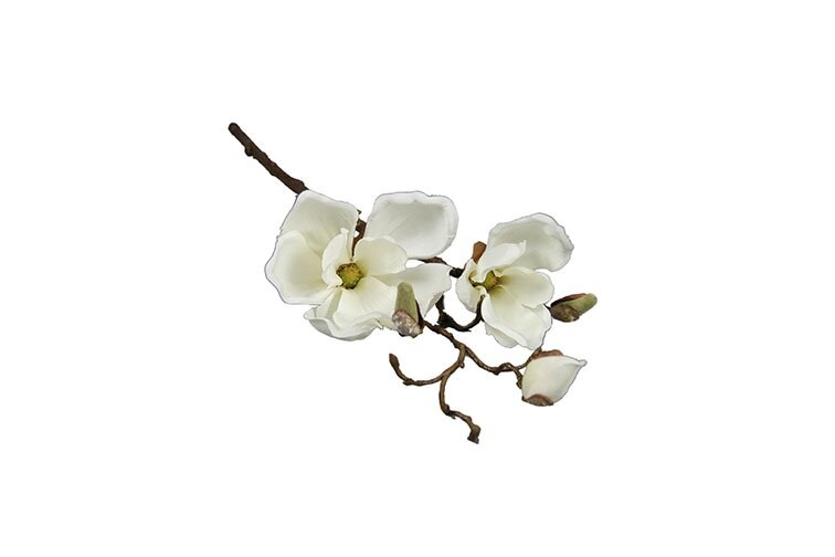 Magnolia Chayca S wit