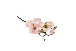 Magnolia Chayca S roze